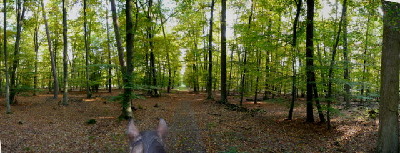 Viernheimer Wald nahe Hüttenfeld, Richtung A67, Herbst 2007