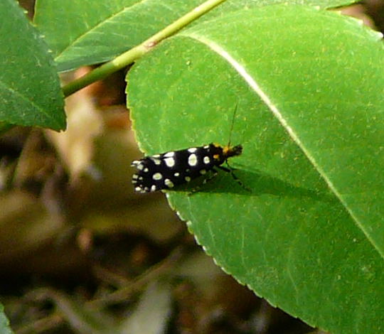 Anthrazit-Motte, Euplocamus anthracinalis Mai 2011 Viernheimer Wald westlich A67 Kfer 010