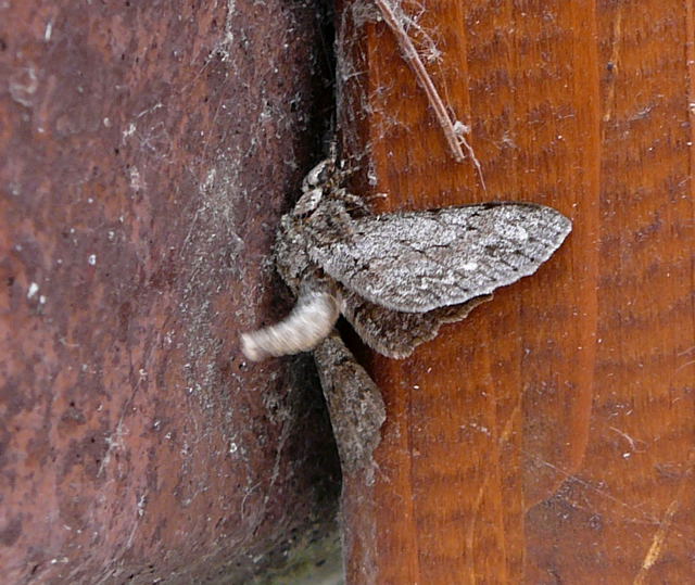 Aschgrauer Rindenspanner Hypomecis punctinalis Juni 2011 Huettenfeld Insekten und Falter 001