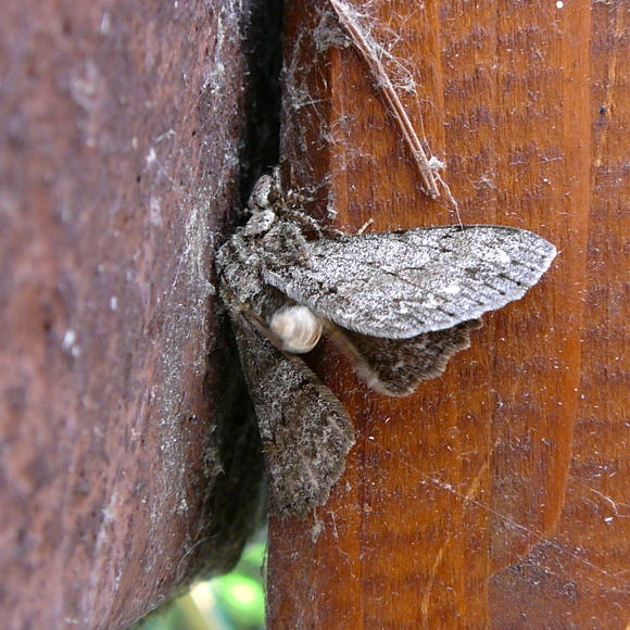 Aschgrauer Rindenspanner Hypomecis punctinalis Juni 2011 Huettenfeld Insekten und Falter 003