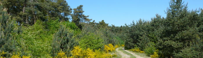 Banner Htt-Neuschloss-Viernheimer Heide