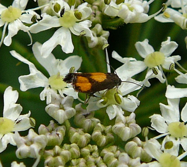 Brenklauwickler - Pammene aurana Urlaub 2010 28.7.2010 Bunde-Dollart 041a
