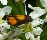 Brenklauwickler - Pammene aurana kl.
