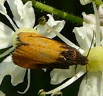 Brenklauwickler - Pammene aurana kl.2
