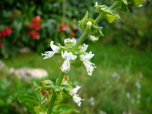 Basilikum (Ocimum basilicum) Sept 2010 Huett Garten u. Schafe Viernheimer Heide 006