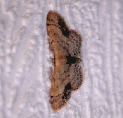 Braungewinkelter Zwergspanner Idaea dimidiata Juni 09 Huett und Viernheimer Wald 001