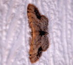 Braungewinkelter Zwergspanner Idaea dimidiata kl.