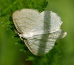 Braunstirn-Weispanner Cabera exanthemata kl.
