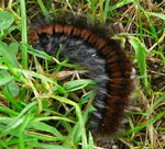 Brombeerspinner (Macrothylacia rubi) kl.