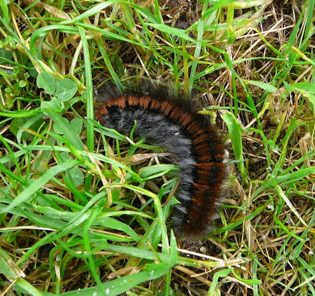 Brombeerspinner (Macrothylacia rubi) Sep 2009 Htt. Garten 061