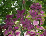 Buntnessel2 Solenostemon scutellarioides kl.