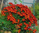 Chrysanthemen Chrysanthemum kl.