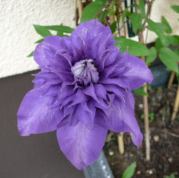 Clematis Hybride Multi Blue Nikon Mai 09 Schmetterlinge u. Insekten Viernheimer Wald 001