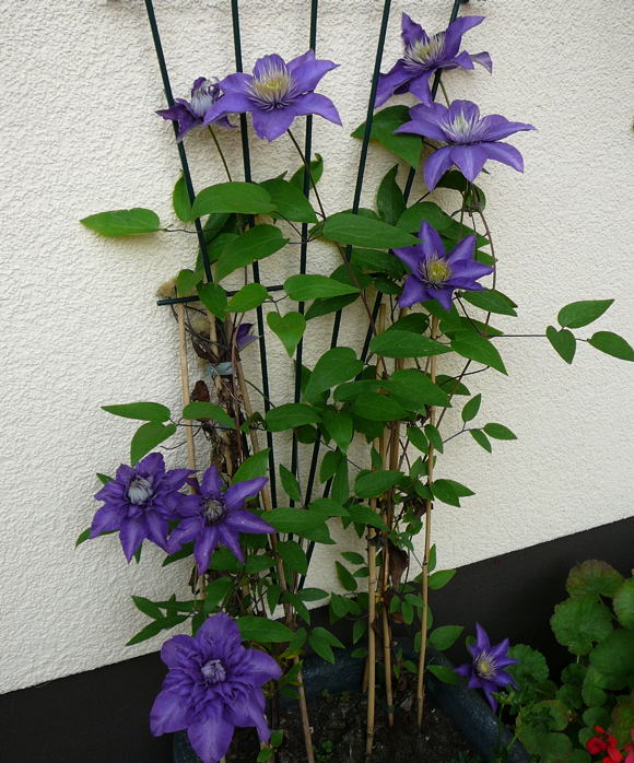 Clematis Hybride Multi Blue Nikon Mai 09 Schmetterlinge u. Insekten Viernheimer Wald 002