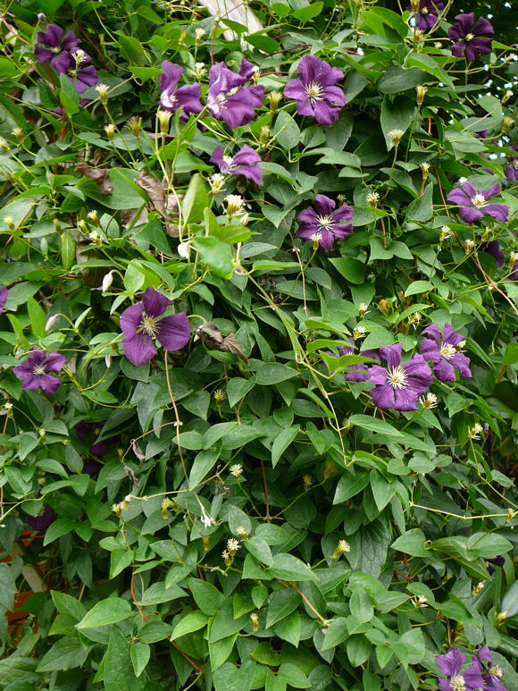 Clematis jackmanii Juni 2011 Htt Garten Waldrebe+ Petersilie 001