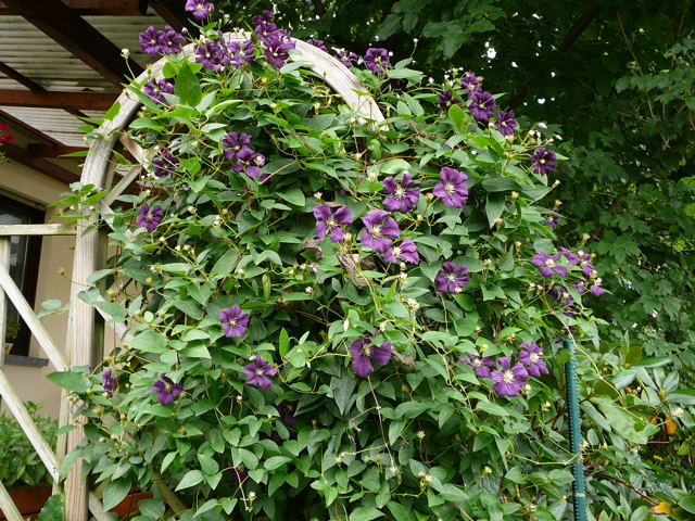 Clematis jackmanii Juni 2011 Htt Garten Waldrebe+ Petersilie 004