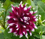 Dahlie kl.