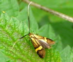 Degeers Langfhler  Nemophora degeerella kl.