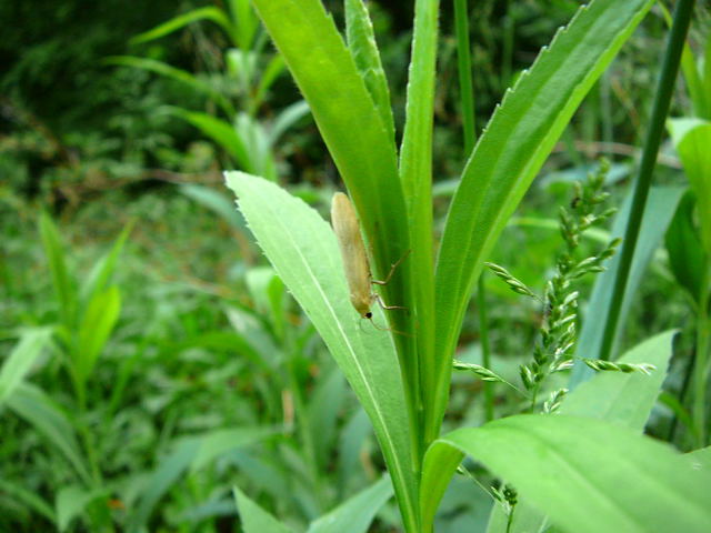 Dottergelbes Flechtenbrchen Eilema sororcula Mai 2011 Viernheimer Wald Wanzen, Insekten, Kfer, Falter 131