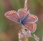 Dunkelbrauner Bluling kl.