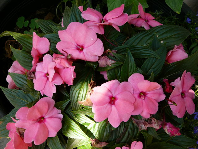 Edellieschen (Impatiens neuguinea) Karte Fleckenzechlin 019