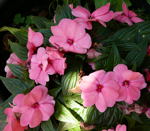 Edellieschen (Impatiens neuguinea) kl.