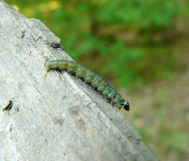 Eichenwickler Tortrix viridianaMai 2011 Viernheimer Wald westlich A67 079