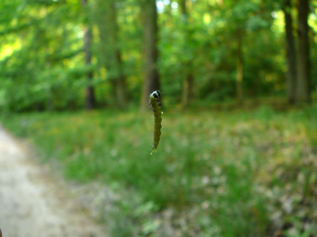 Eichenwickler Tortrix viridiana Mai 2011 Viernheimer Wald westlich A67 073