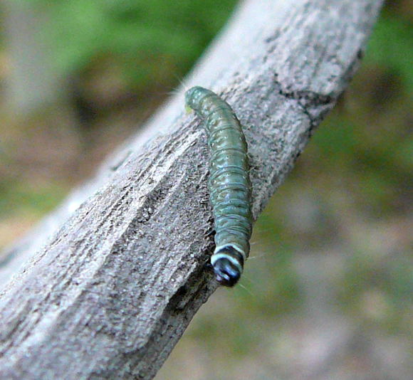 Eichenwickler Tortrix viridiana Mai 2011 Viernheimer Wald westlich A67 078