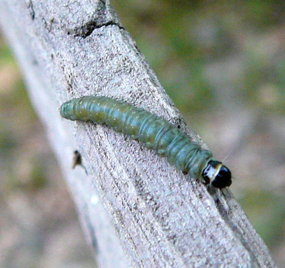 Eichenwickler Tortrix viridiana Mai 2011 Viernheimer Wald westlich A67 080