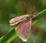 Evtl. Knterich-Purpurspanner (Lythria purpuraria)-kl.
