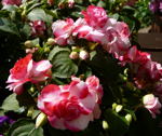 Fleiiges Lieschen (Impatiens walleriana) kl.