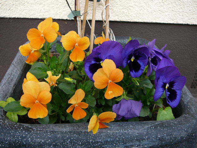 Garten-Stiefmtterchen Viola wittrockiana Mai 2010 Huett Blumen Insekten 054