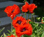 Gartenmohn Papaver orientale Manhattan kl1