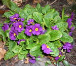 Gartenprimel Primula allionii  kl.