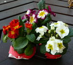 Gartenprimel Primula kl.