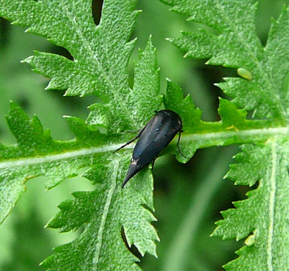 Gebnderte Stachelkfer (Variimorda villosa) Mai 2011 Viernheimer Wald Wanzen, Insekten, Kfer, Falter 087