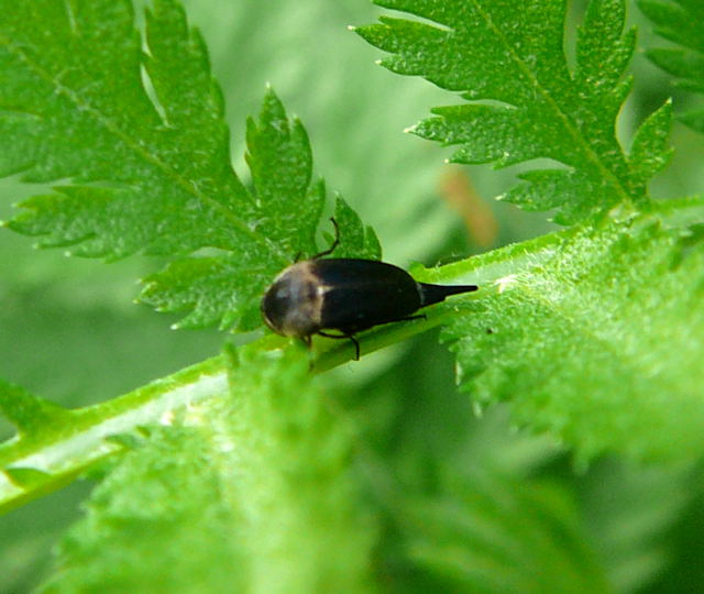 Gebnderte Stachelkfer (Variimorda villosa) Mai 2011 Viernheimer Wald Wanzen, Insekten, Kfer, Falter 089