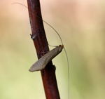 Gelber Langfhler (Nematopogon swammerdamella) kl.