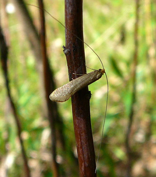 Gelber Langfhler (Nematopogon swammerdamella) Langhornmotte April 09 Insekten & Wildblumen Htt 058