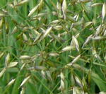 Gemeiner Glatthafer (Arrhenatherum elatius) 2 kl.