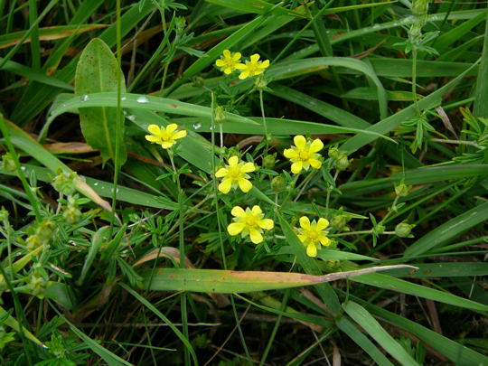 Gemeines Frhlings-Fingerkraut potentilla tabernaemontani Juli 2008 Wildblumen & Schmetterlinge Htt 088