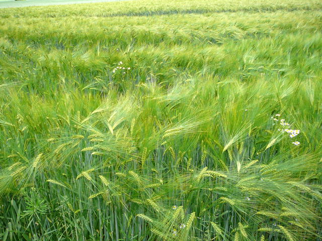 Gerste (Hordeum vulgare Juni 2010 Hemsbach Graben 095