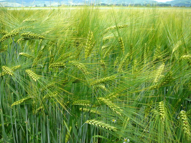 Gerste  (Hordeum vulgare Juni 2010 Hemsbach Graben 096