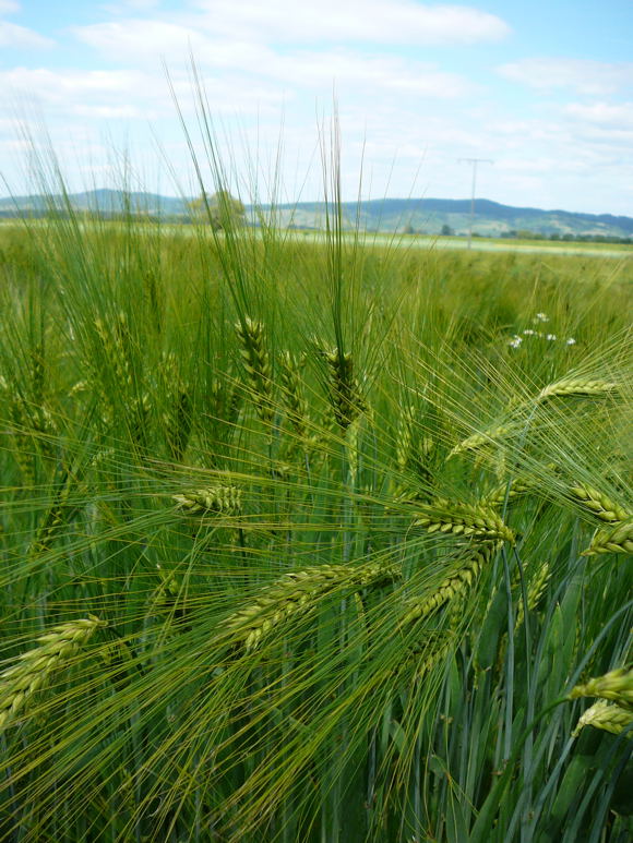 Gerste  (Hordeum vulgare Juni 2010 Hemsbach Graben 097