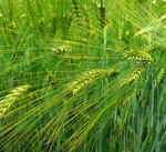 Gerste  (Hordeum vulgare kl.