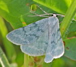 Ginster-Grnspanner (Pseudoterpna pruinata)-kl.