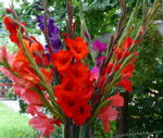 Gladiole Gladiolus kl.
