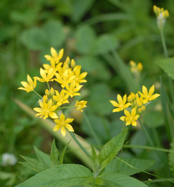 Goldlauch Allium moly Mai 09 Htt Mlldepnie u.Viernheimer Wald 045