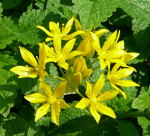 Goldlauch Allium moly kl.
